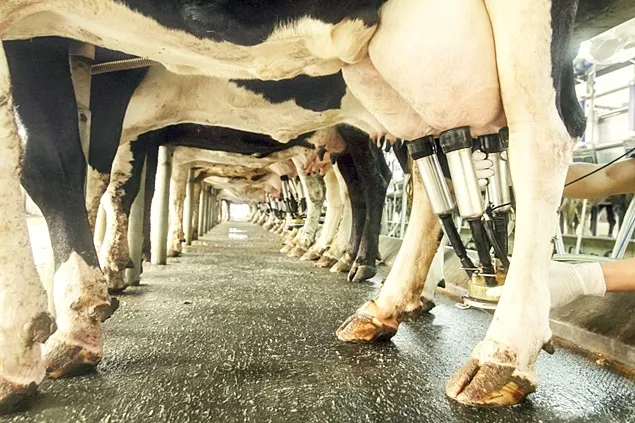 INS: Laptele colectat și producția d lactate în luna martie 2023