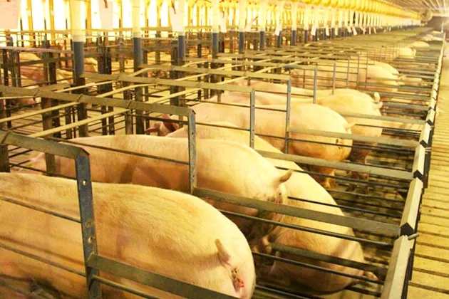 În SUA, adoptarea unor norme de bunăstare animală provoacă scandal național