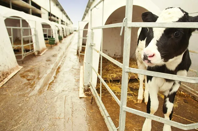 Studiu: Numărul fermelor se va reduce la jumătate dar cele rămase își vor dubla suprafețele