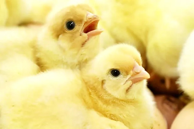 Perspectiva pieței păsărilor de curte, determinată de conflictul dintre Ucraina și Rusia