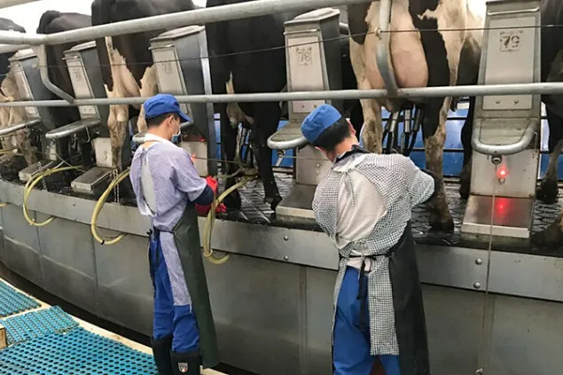 Management: Dacă este plictisitor pentru fermieri, este mai bine pentru vaci