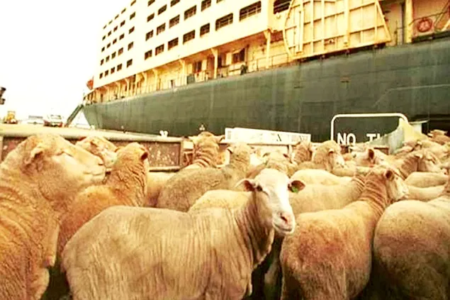 ANSVSA deschide piața marocană pentru exportul de ovine