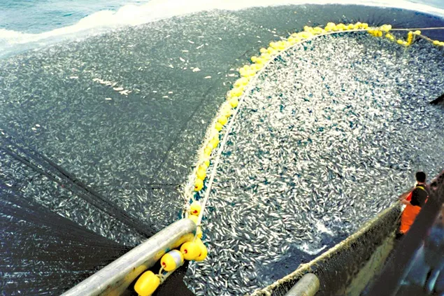 Reglementări în sprijinul beneficiarilor Programului Operațional pentru Pescuit