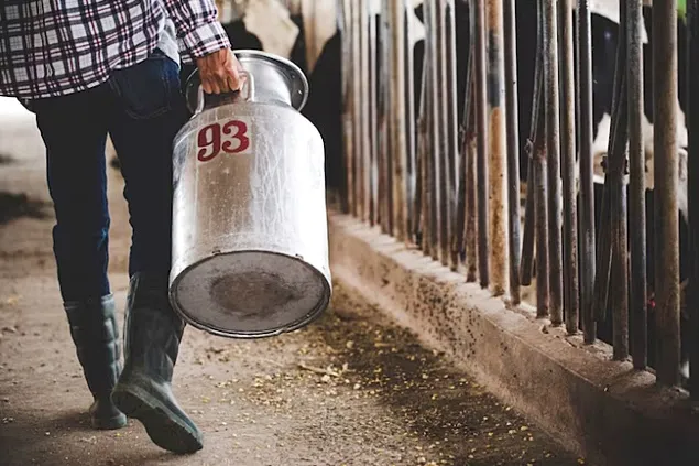 INS: Laptele colectat și producția de lactate în luna aprilie 2023