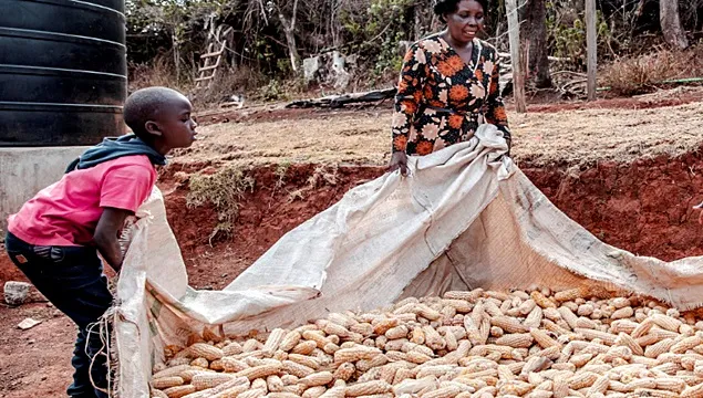 FAO: Indicele prețurilor la alimente continuă să scadă