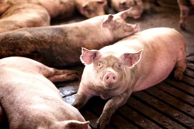 Inovații de reținut de la World Pork Expo