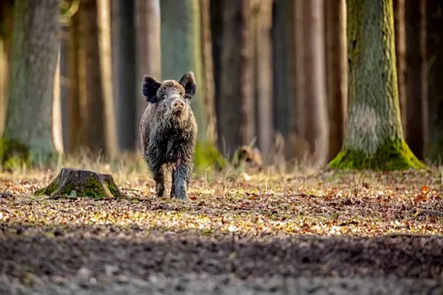 Pesta porcină africană a fost detectată și în Suedia