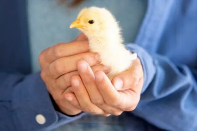EFSA: Vaccinarea păsărilor de curte împotriva gripei aviare înalt patogene