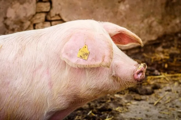Agricultura moleculară și cultivarea proteinelor din carne de porc în boabe de soia roz