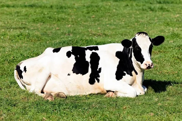 INS: Laptele colectat și producția de lactate în luna august 2023