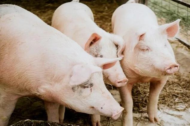 În 2024, China va începe importul de carne de porc din Rusia