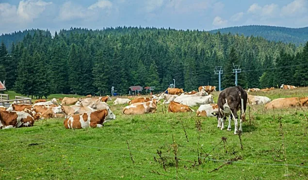 Tehnologia microîncapsulării aditivilor protejează sănătatea intestinului animalelor de fermă