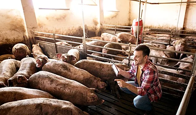 Nutriția porcilor folosind materii prime circulare