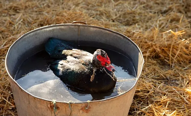 Recomandări ANSVSA privind protejarea animalelor în perioadele caniculare