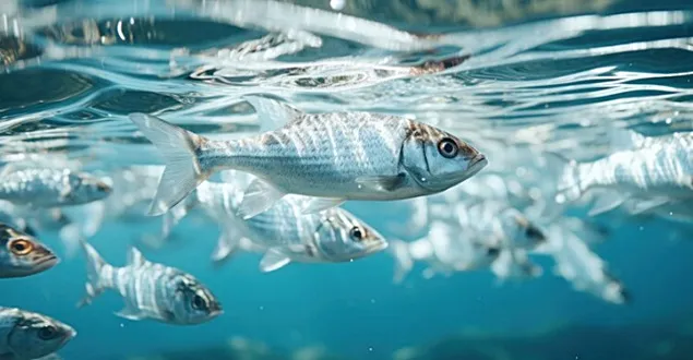 53 de milioane de euro pentru acvacultori și procesatori de produse pescărești și de acvacultură