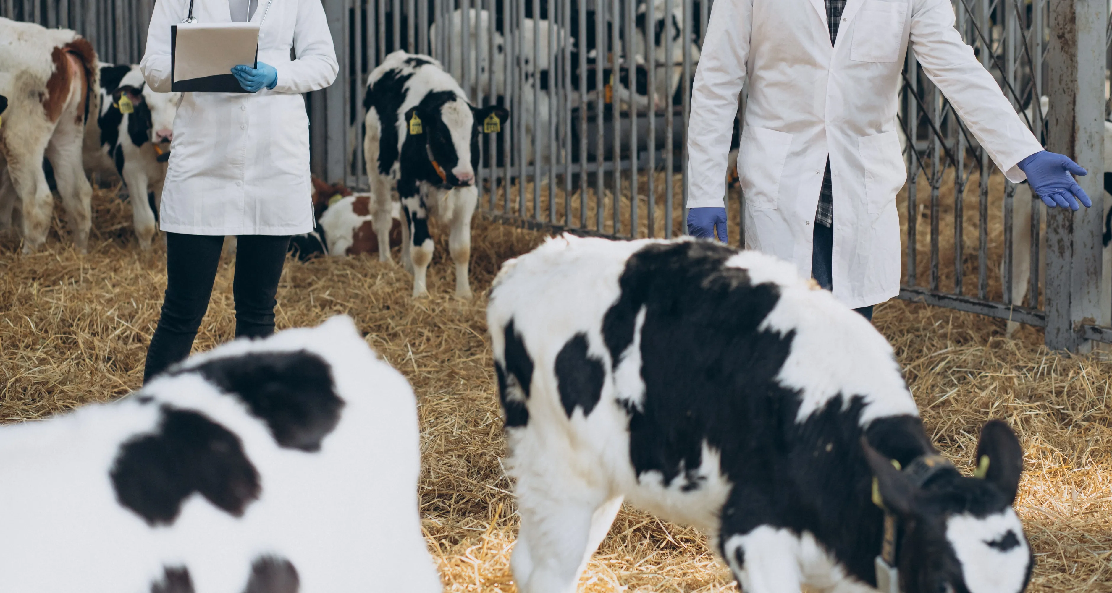 Biosecuritatea în fermele de vaci: standarde și realitate