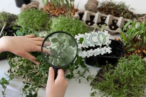 Ce înseamnă „bio”, „eco” și „organic”? Diferențe reale sau etichete de marketing?