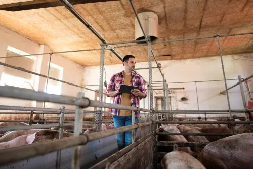 Tánczos Barna: sectorul suin are nevoie de măsuri reevaluate și sprijin pentru producția locală