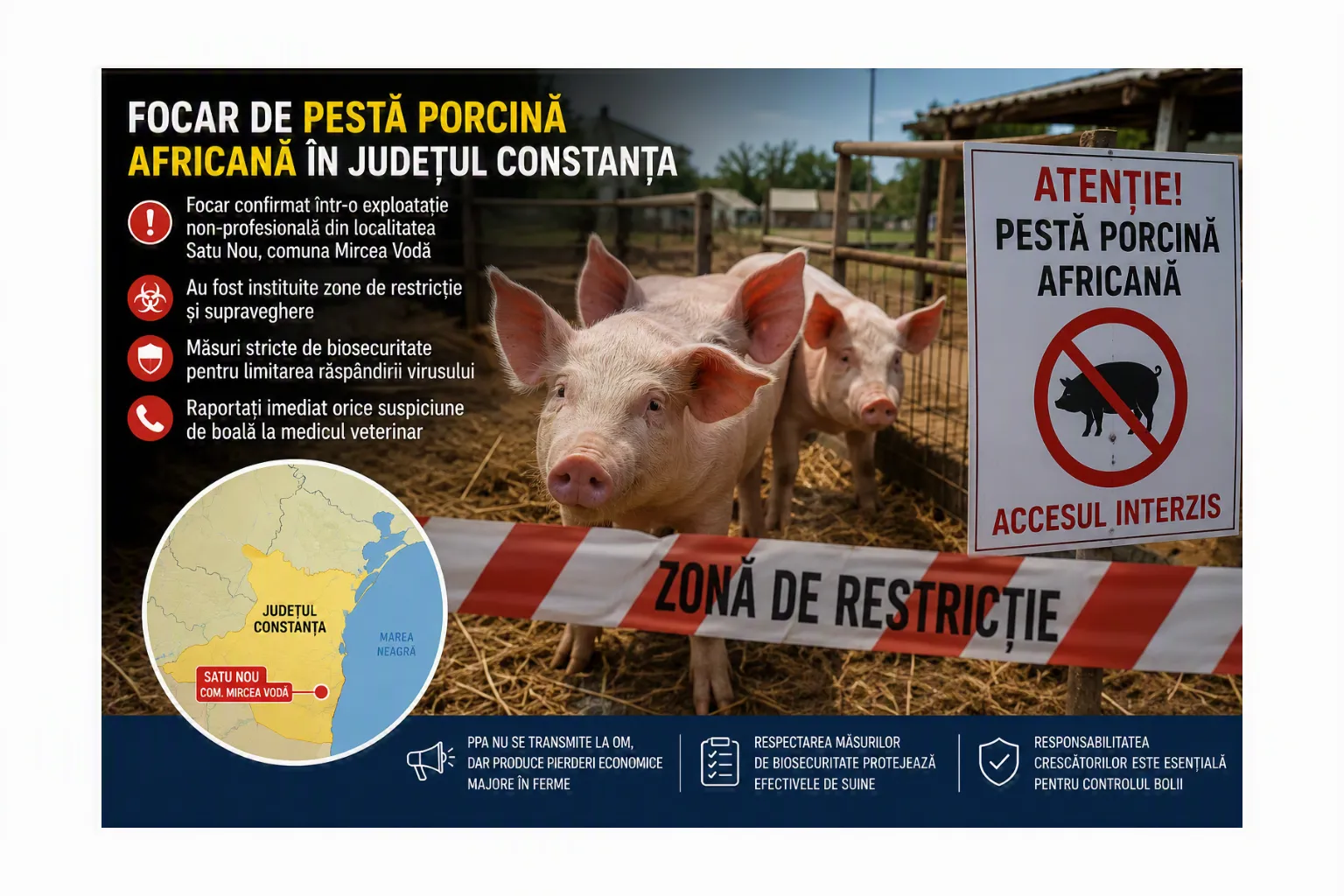 Focar de pestă porcină africană confirmat în județul Constanța. Autoritățile au instituit zone de restricție și măsuri stricte de biosecuritate