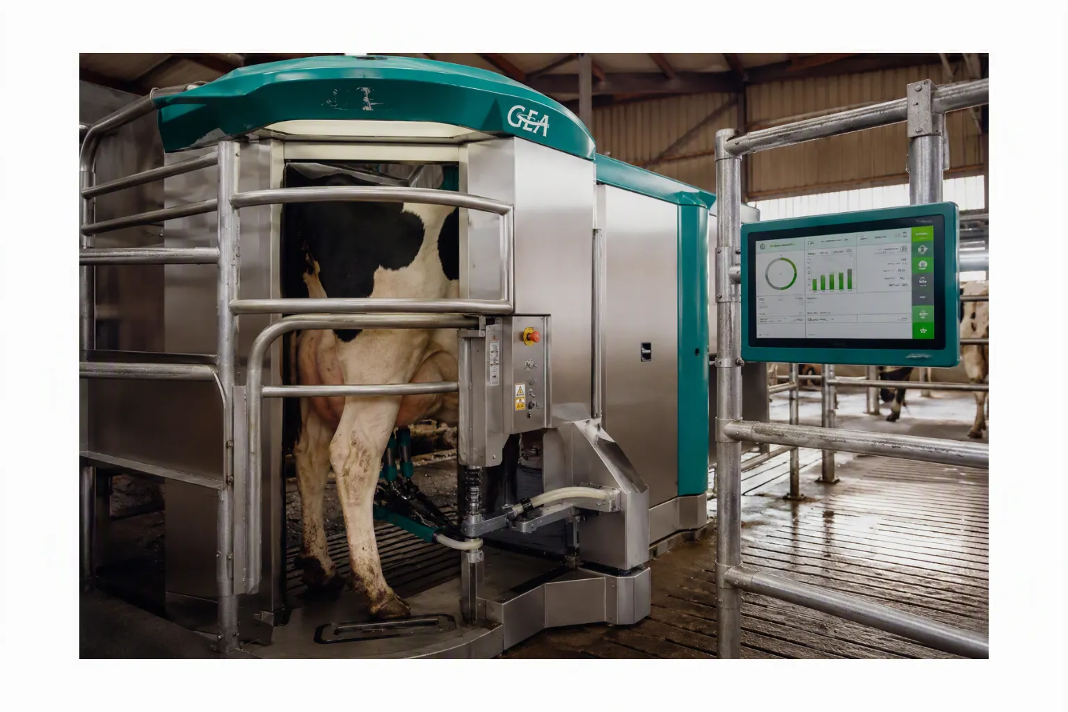 Cele mai importante inovații din ultimii ani este reprezentată de roboții de muls sau sistemele automate de muls (Automatic Milking Systems – AMS).