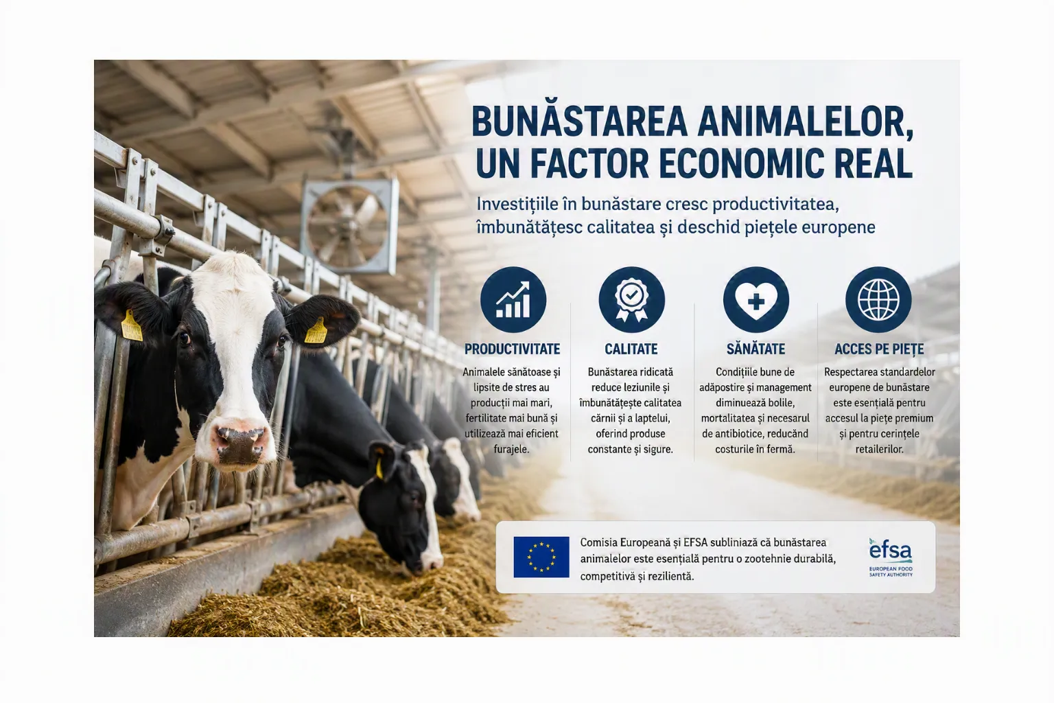 Bunăstarea animalelor devine un avantaj competitiv: de ce investițiile în ferme influențează productivitatea și accesul pe piața europeană